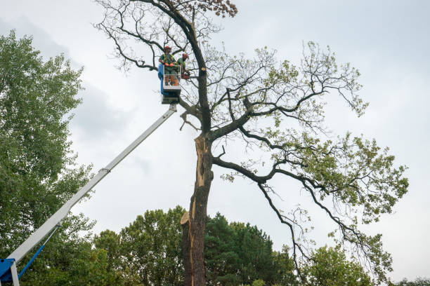 Best Seasonal Cleanup (Spring/Fall)  in West, TX