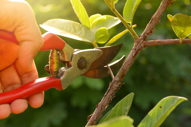 Best Weed Control  in West, TX